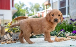 Goldendoodle dogs for sale: Teddy - Image 1