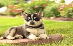 Gerberian Shepsky dogs for sale: Tripp - Image 2