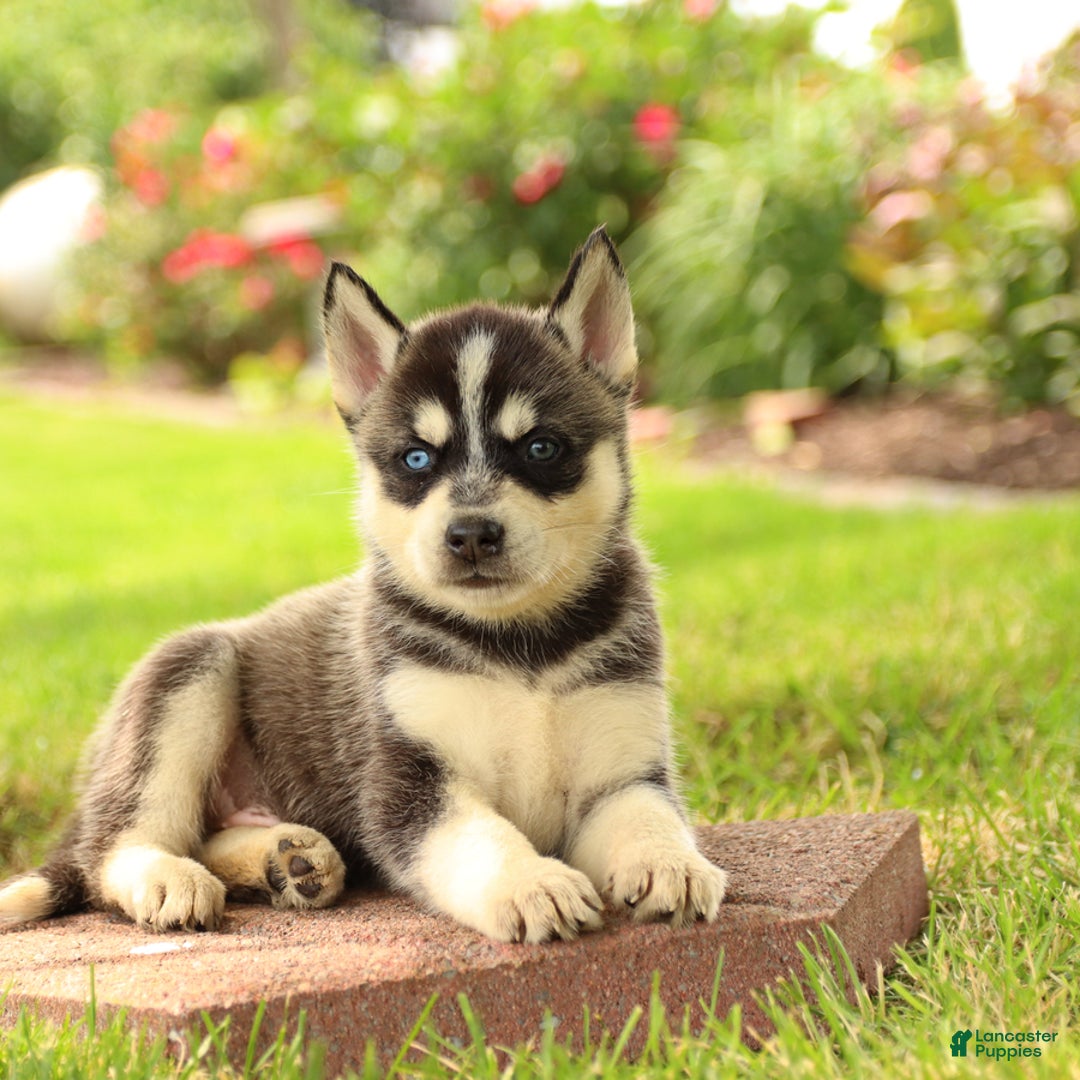 Gerberian Shepsky dogs for sale: Tripp - Image 2