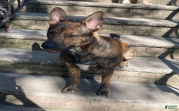 German Shepherd dogs for sale: Maggie - Image 6