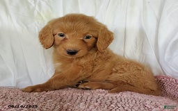 Mini Goldendoodle dogs for sale: Karmel - Image 2