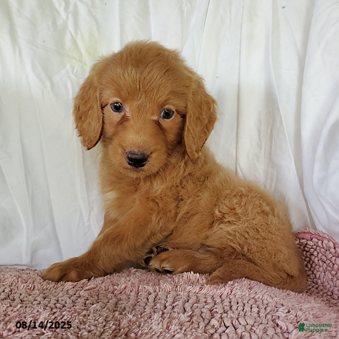 Mini Goldendoodle dogs for sale: Karmel - Image 2