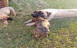 English Mastiff dogs for sale: Pink Girl 🩷 - Image 2