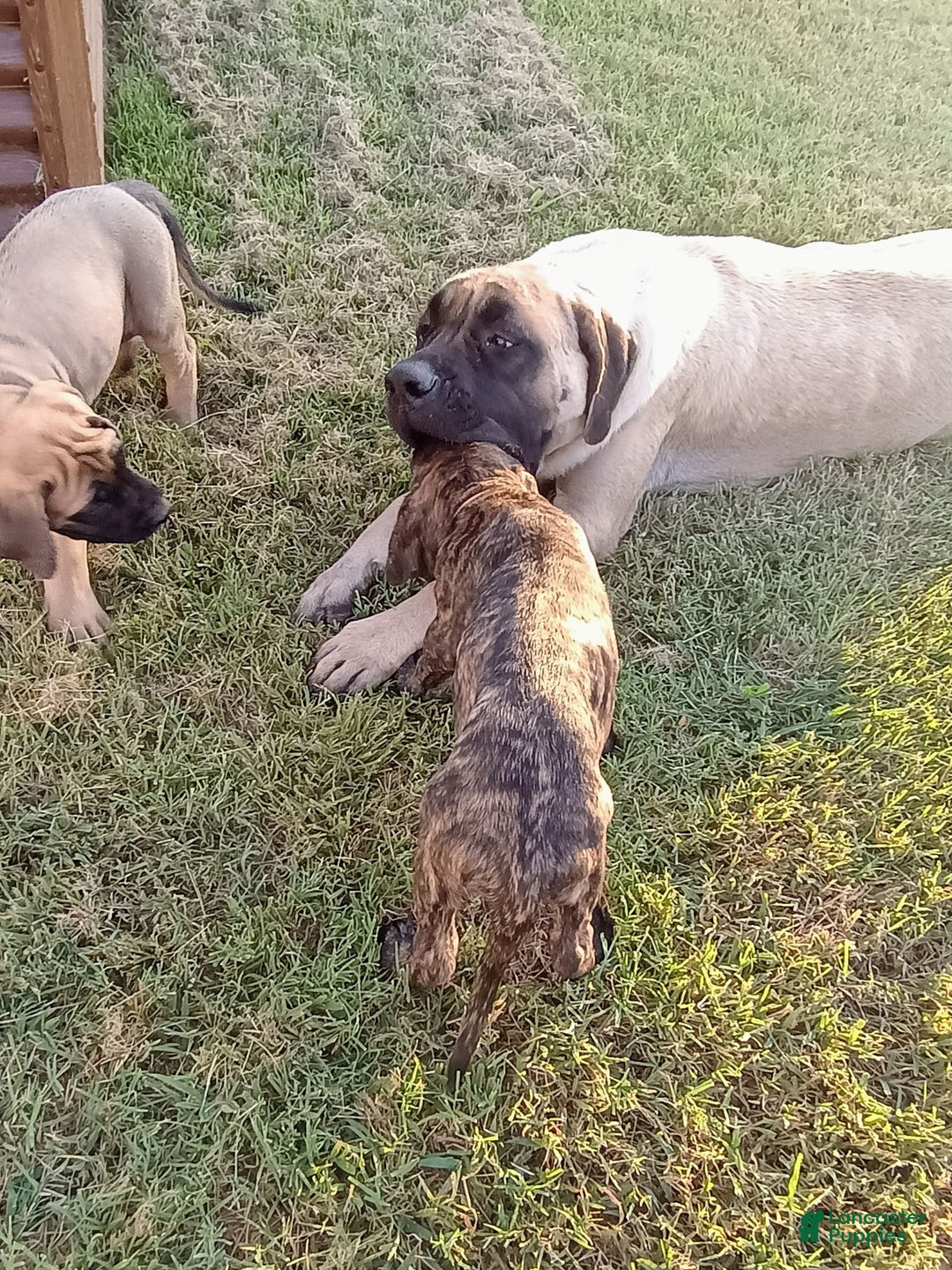English Mastiff dogs for sale: Pink Girl 🩷 - Image 2