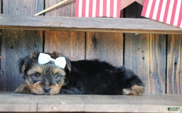 Yorkshire Terrier dogs for sale: Drew - Image 4