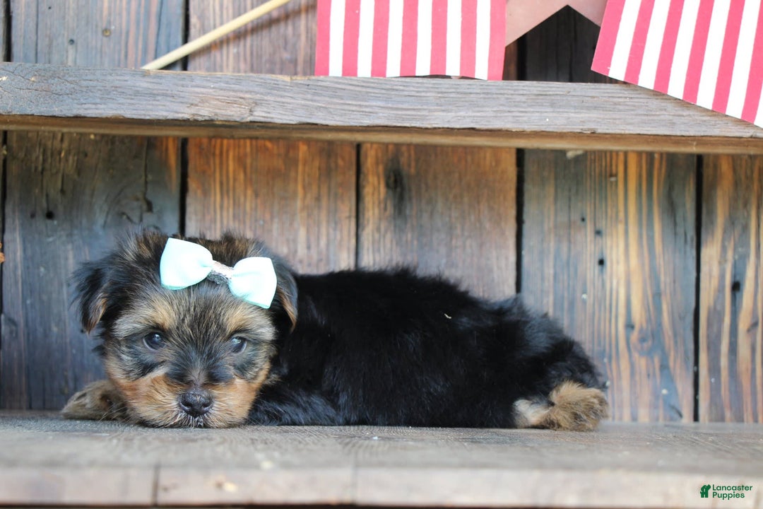 Yorkshire Terrier dogs for sale: Drew - Image 4
