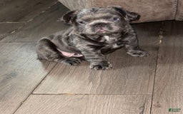 French Bulldog dogs for sale: Rome - Image 4