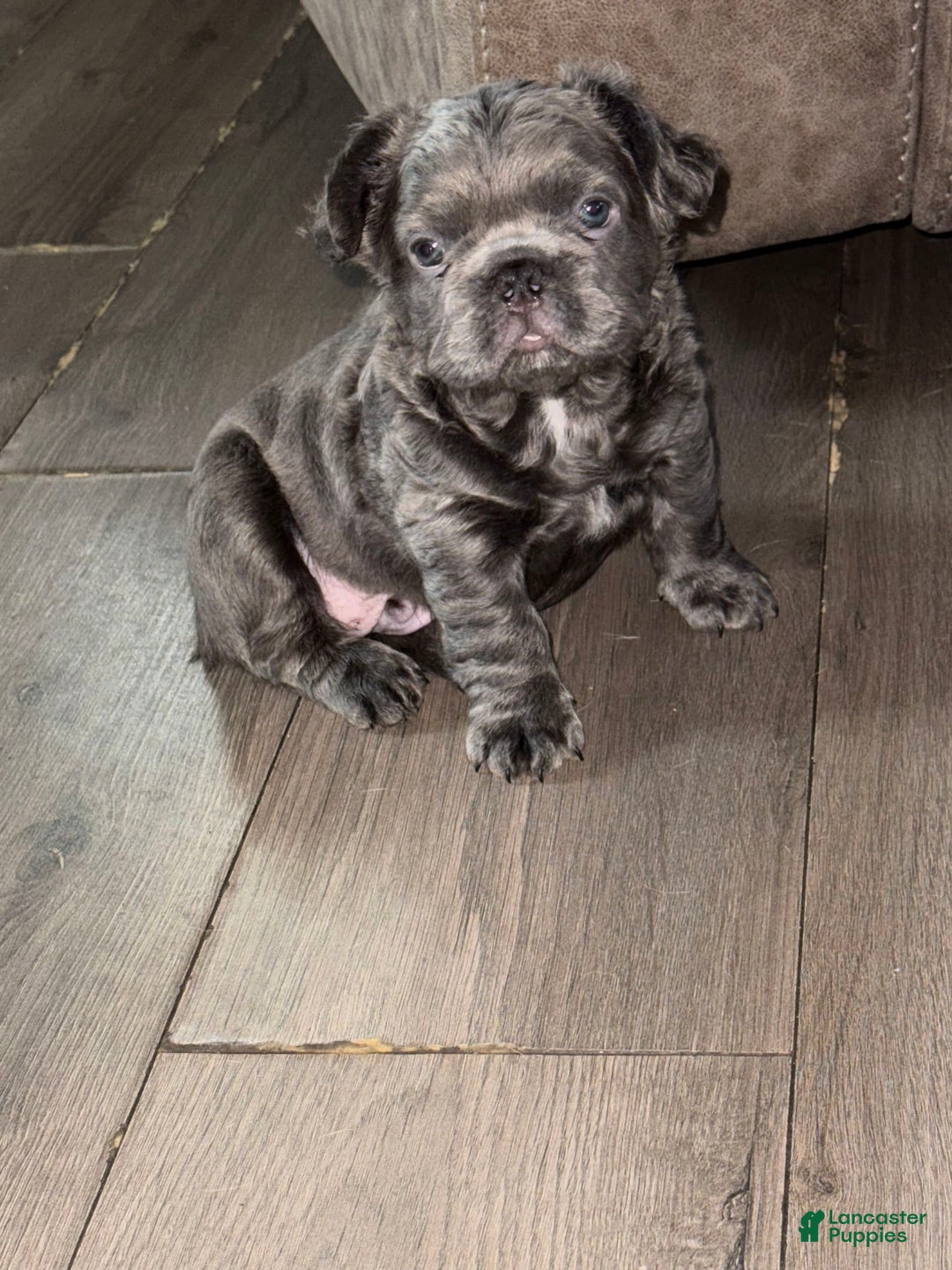 French Bulldog dogs for sale: Rome - Image 4