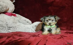 Yorkshire Terrier dogs for sale: Kiwi - Image 8