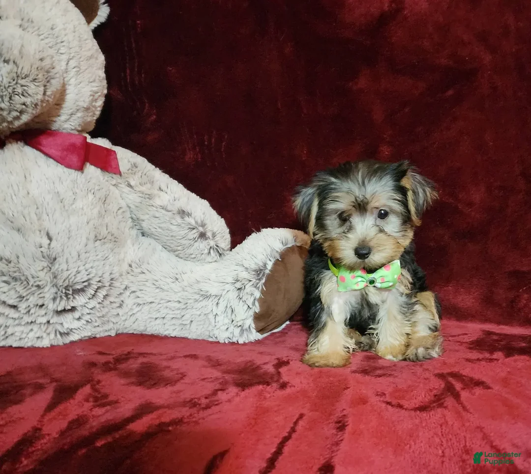 Yorkshire Terrier dogs for sale: Kiwi - Image 8