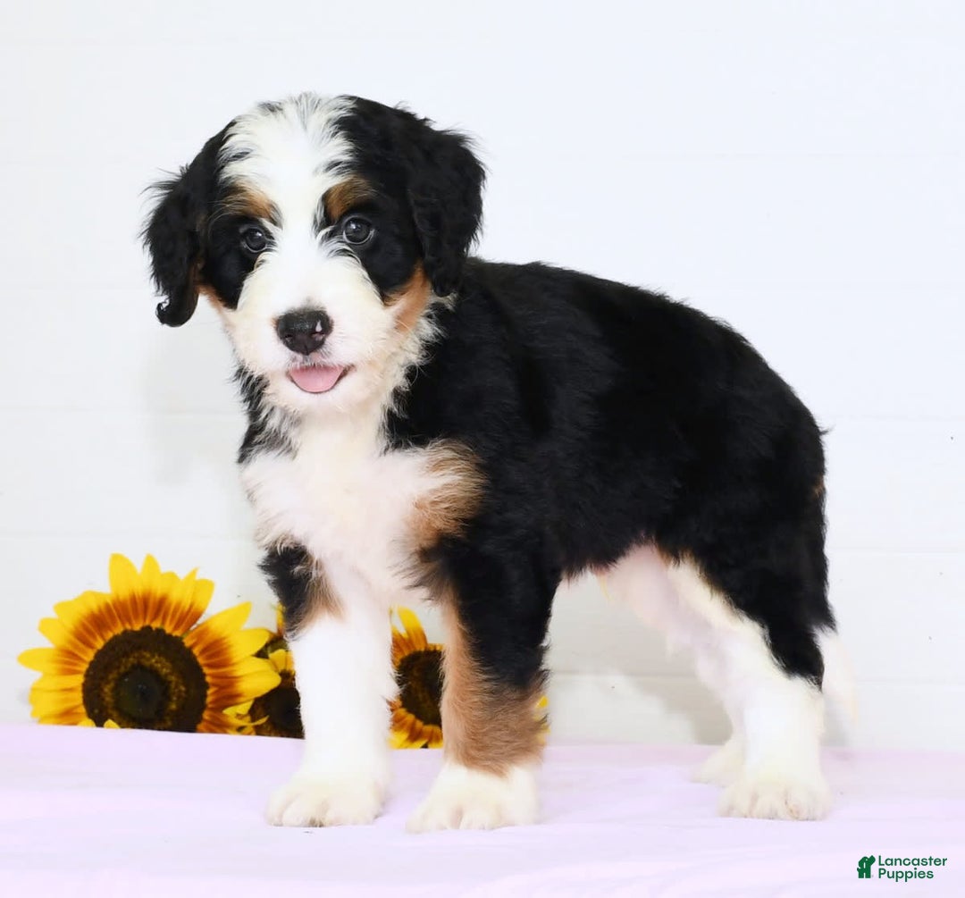 Mini Bernedoodle dogs for sale: Ben - Image 6