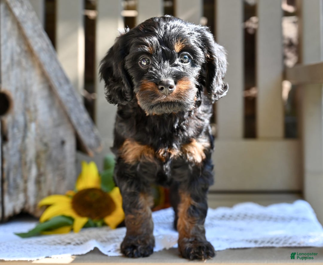 Cavapoo dogs for sale: Ronnie - Image 4