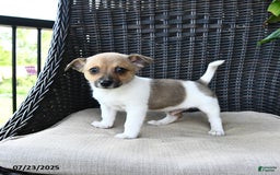 Pomeranian dogs for sale: Nugget - Image 3