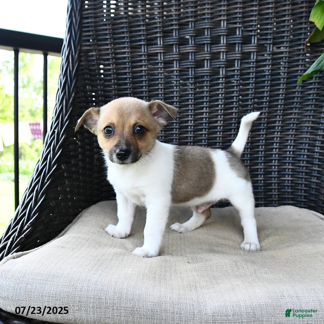 Pomeranian dogs for sale: Nugget - Image 3