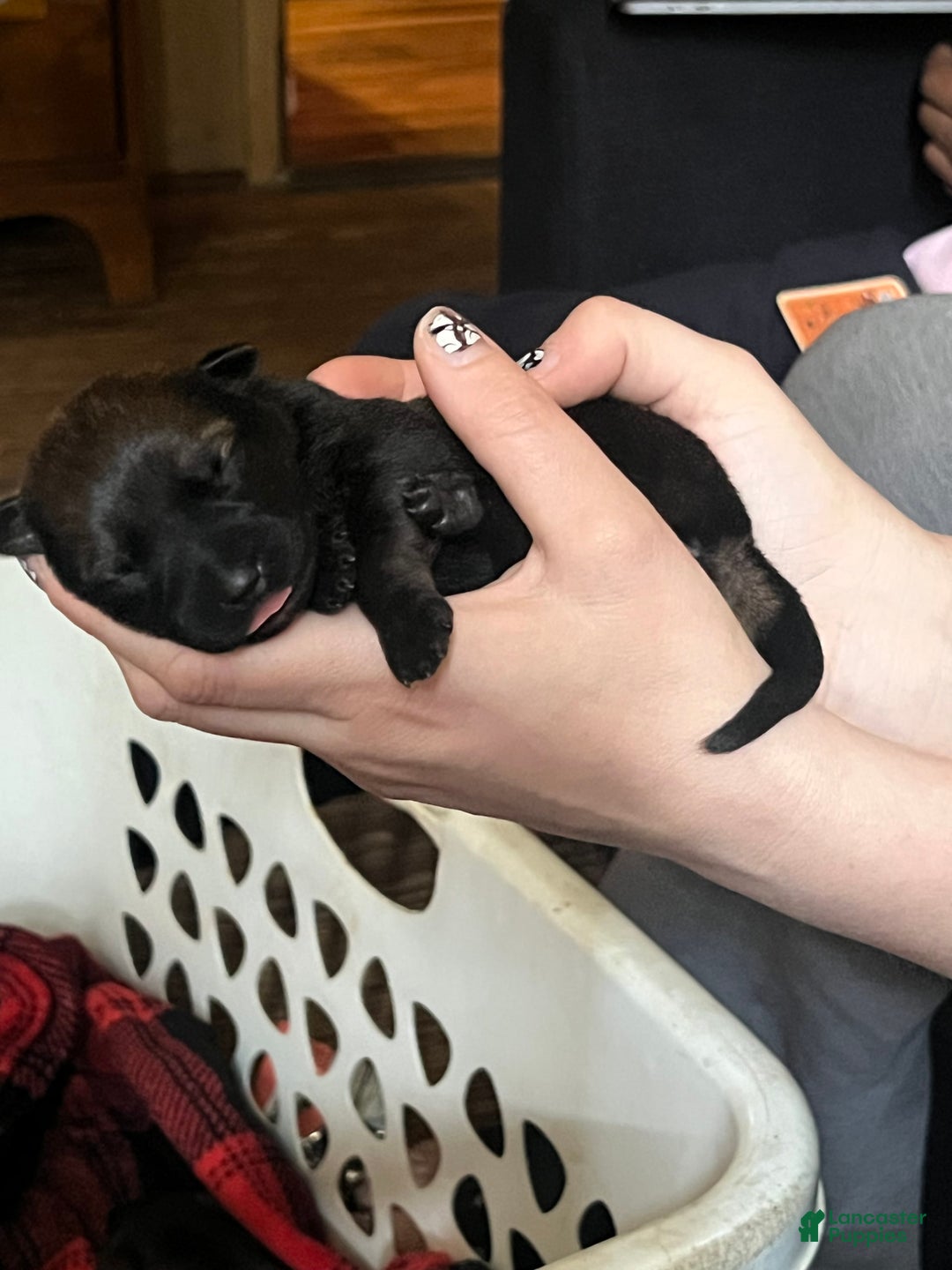German Shepherd dogs for sale: Daisy - Image 5