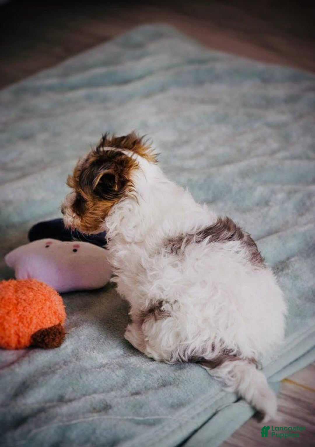 Yorkshire Terrier dogs for sale: Bruno - Image 7