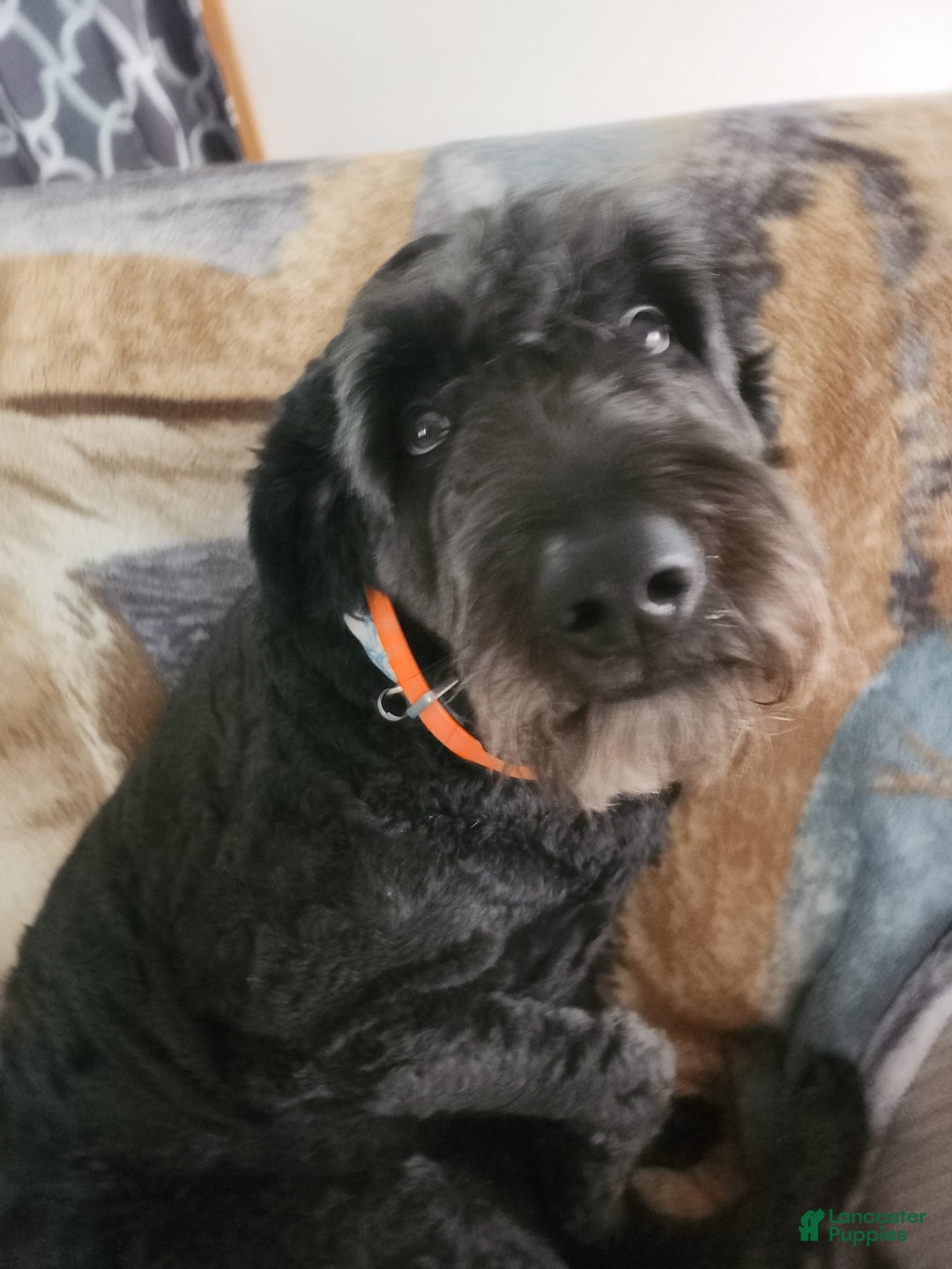 Labradoodle dogs for sale: Pistol - Image 10