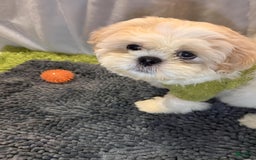 Shih Tzu dogs for sale: Maverick - Image 10