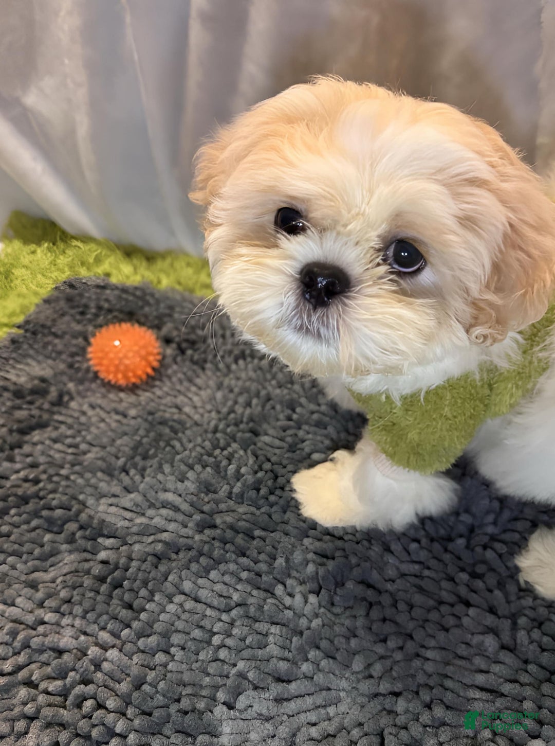 Shih Tzu dogs for sale: Maverick - Image 10