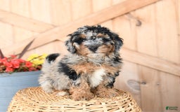 Mini Bernedoodle dogs for sale: Mini Bernedoodle 8 puppies - Image 20