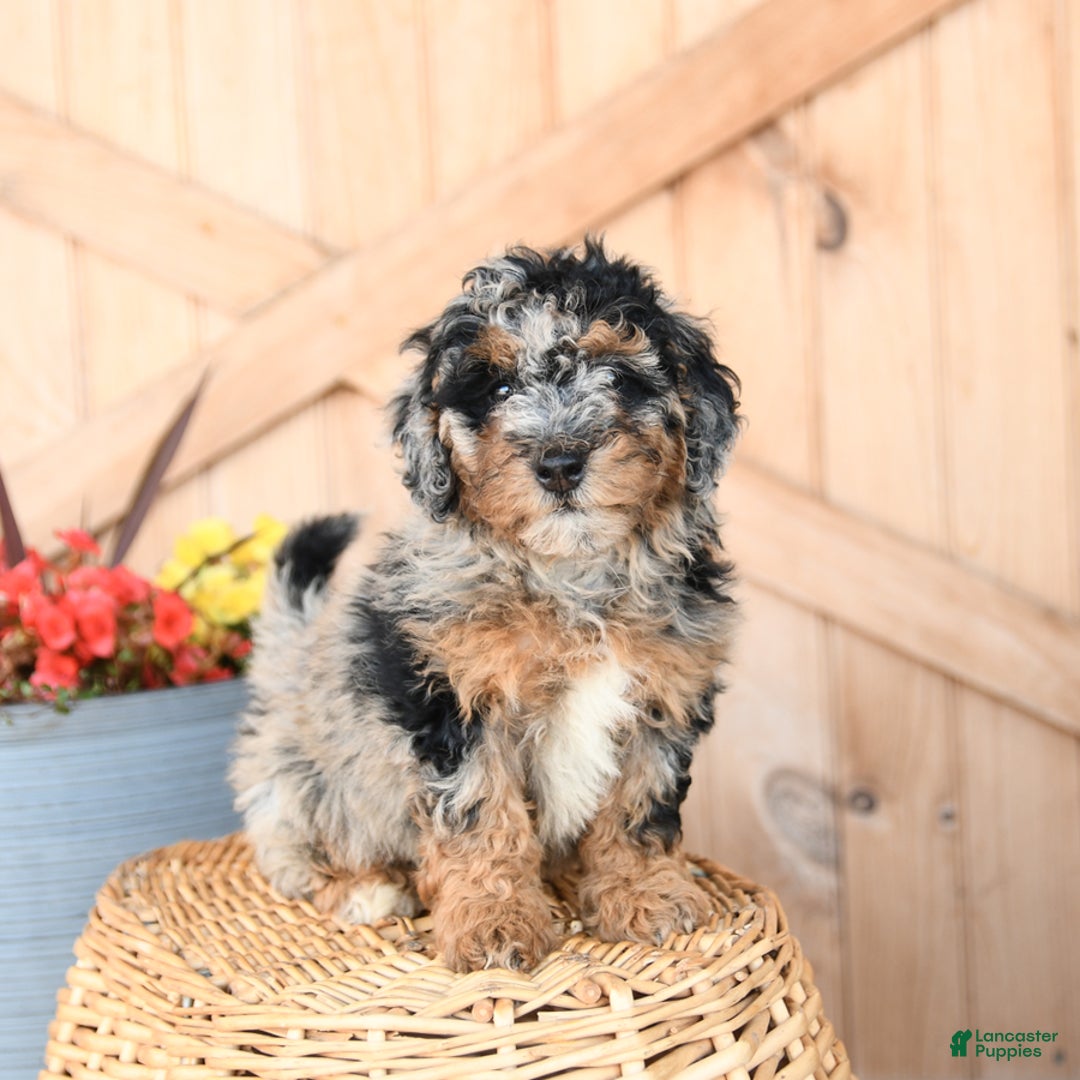 Mini Bernedoodle dogs for sale: Mini Bernedoodle 8 puppies - Image 20