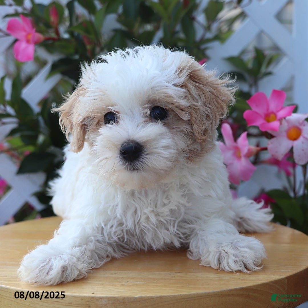 Maltipoo dogs for sale: Toby - Image 3