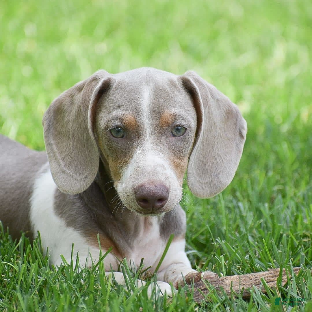 Dachshund dogs for sale: Jake - Image 8