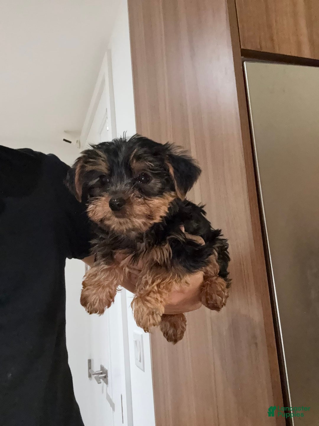 Yorkshire Terrier dogs for sale: Teacup 5lbs adult size - Image 2
