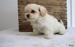 Teddy Bear dogs for sale: Keesha - Image 5