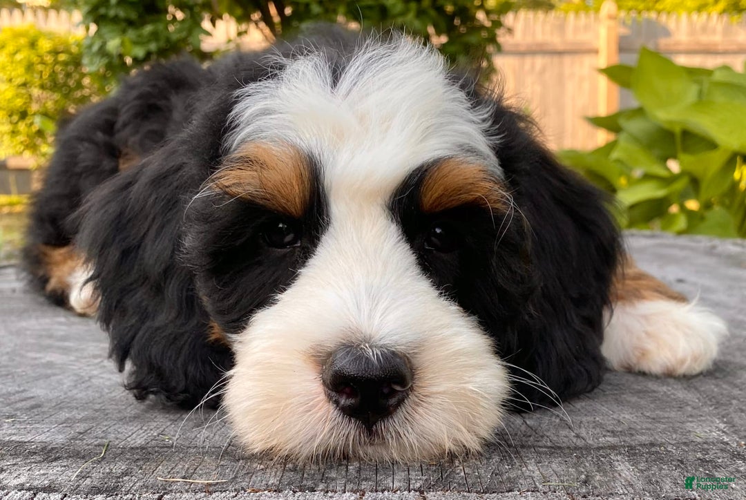 Mini Bernedoodle dogs for sale: ❤️ Boston Ma ❤️ Mini Bernedoodle - Image 31