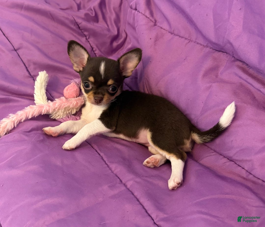 Chihuahua dogs for sale: Fancy Stance - Image 16