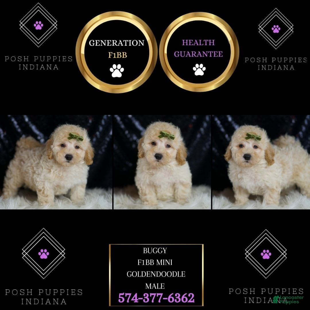 Mini Goldendoodle dogs for sale: Buggy - Image 6