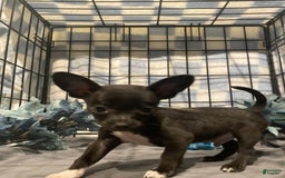 Chihuahua dogs for sale: Bia - Image 6