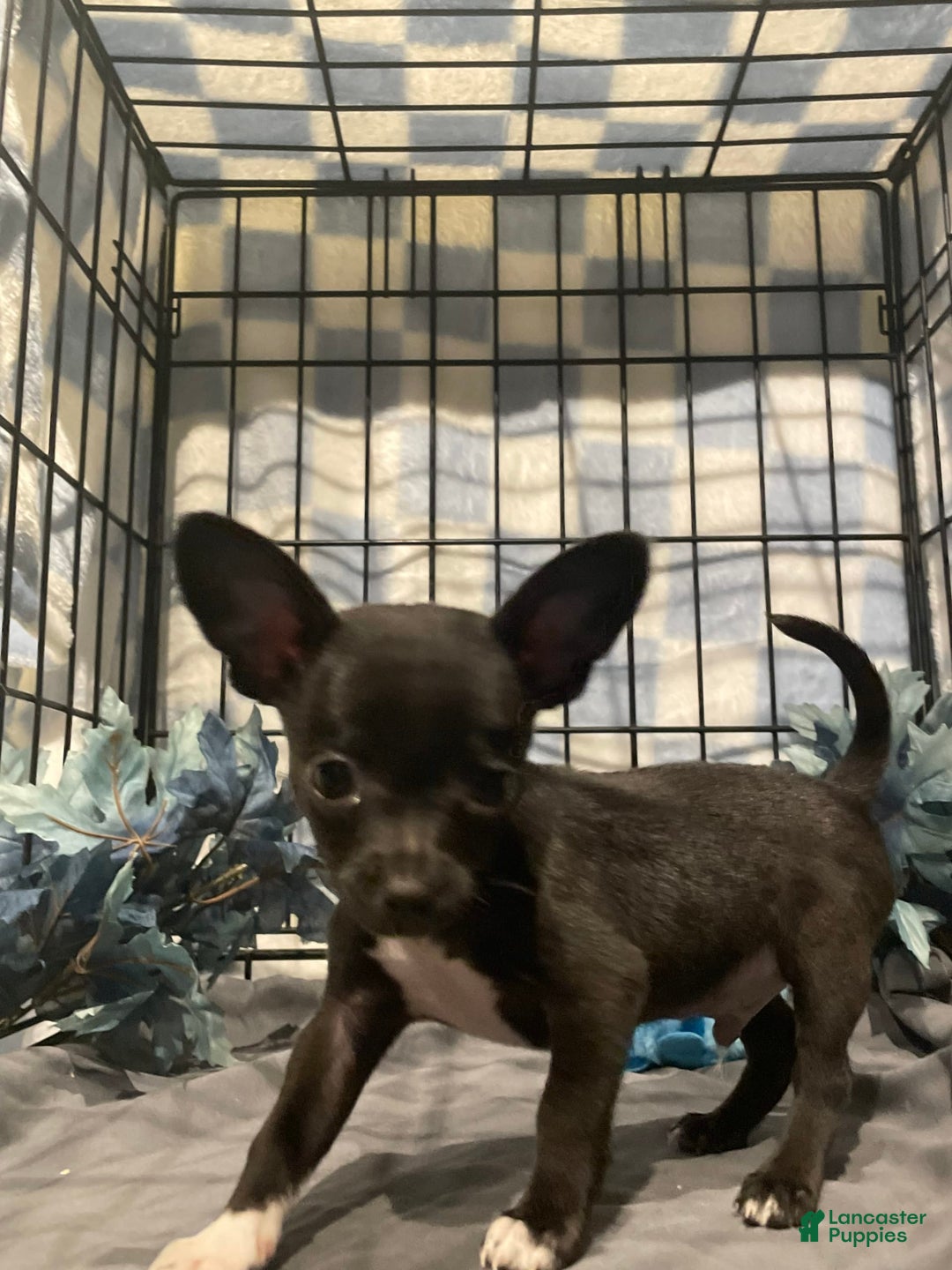 Chihuahua dogs for sale: Bia - Image 6