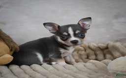Chihuahua dogs for sale: Simon - Image 4