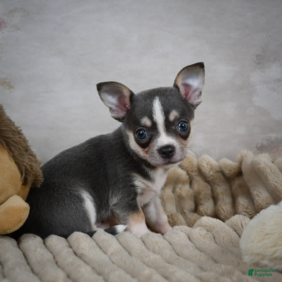Chihuahua dogs for sale: Simon - Image 4