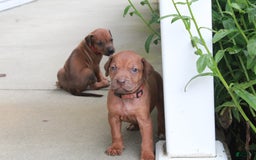 Rhodesian Ridgeback dogs for sale: Gwen - Image 12