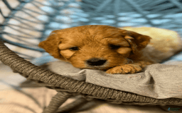 Goldendoodle dogs for sale: Boy 2 - Image 1