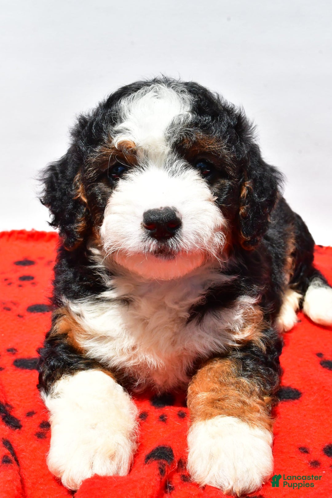 Mini Bernedoodle dogs for sale: River - Image 3