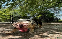 English Bulldog dogs for stud: Crypto - Image 2