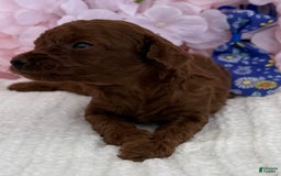 Toy Poodle dogs for sale: Rocket - Image 4