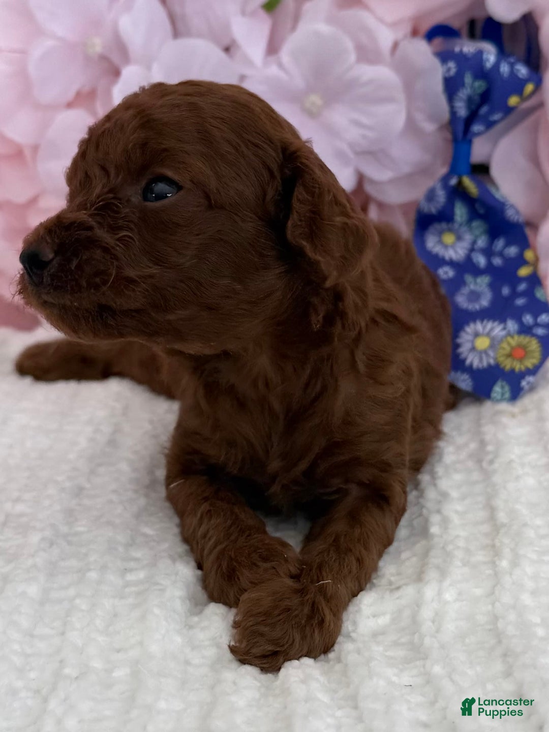 Toy Poodle dogs for sale: Rocket - Image 4