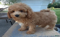 Bichpoo dogs for sale: Benson - Image 13