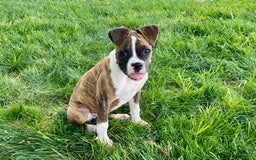 Boxer dogs for sale: Roxie - Image 8