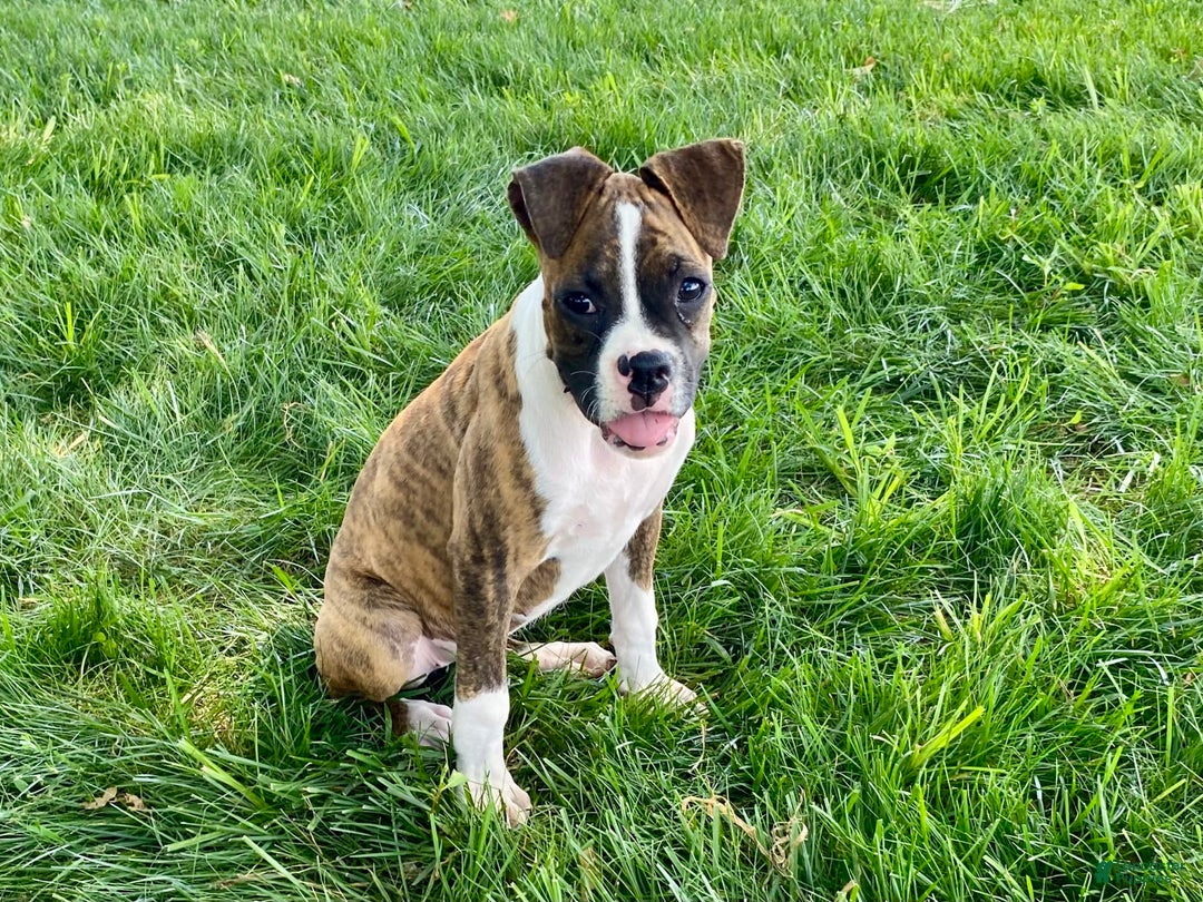 Boxer dogs for sale: Roxie - Image 8