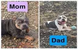 American Bully dogs for sale: Light Blue - Image 5