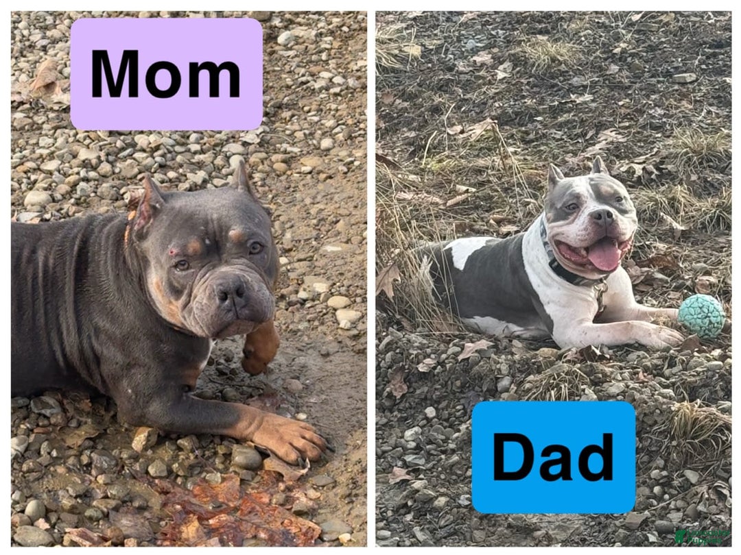 American Bully dogs for sale: Light Blue - Image 5