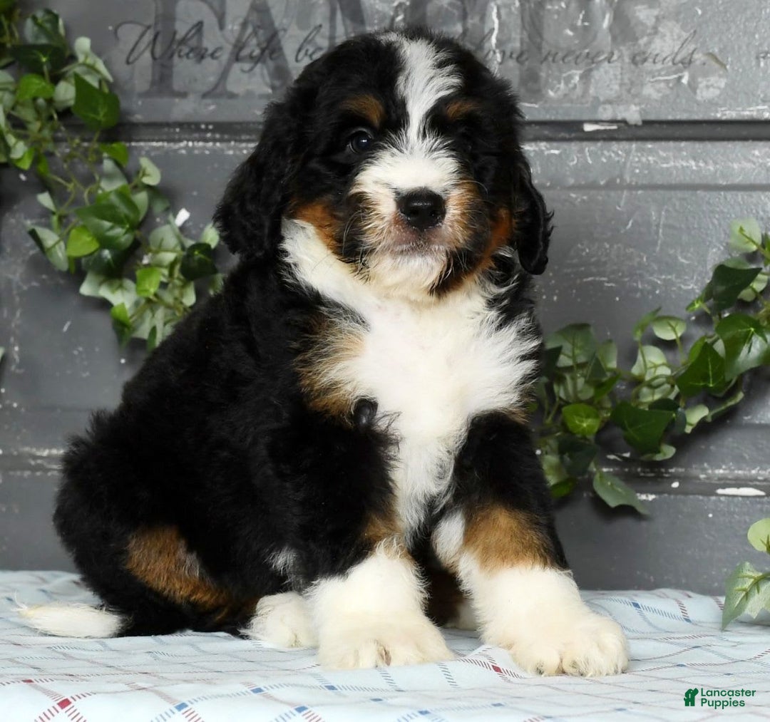 Bernedoodle dogs for sale: Dawn - Image 4