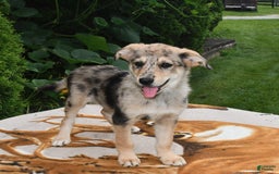 Norwegian Elkhound dogs for sale: Jimmy - Image 1