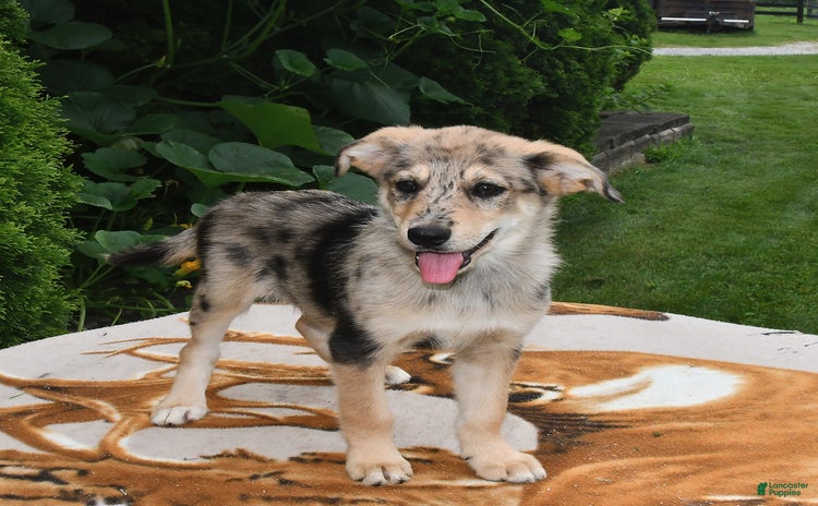 Norwegian Elkhound dogs for sale - Ad 5